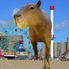 PETA Speaks Up for Coney Island Capybara